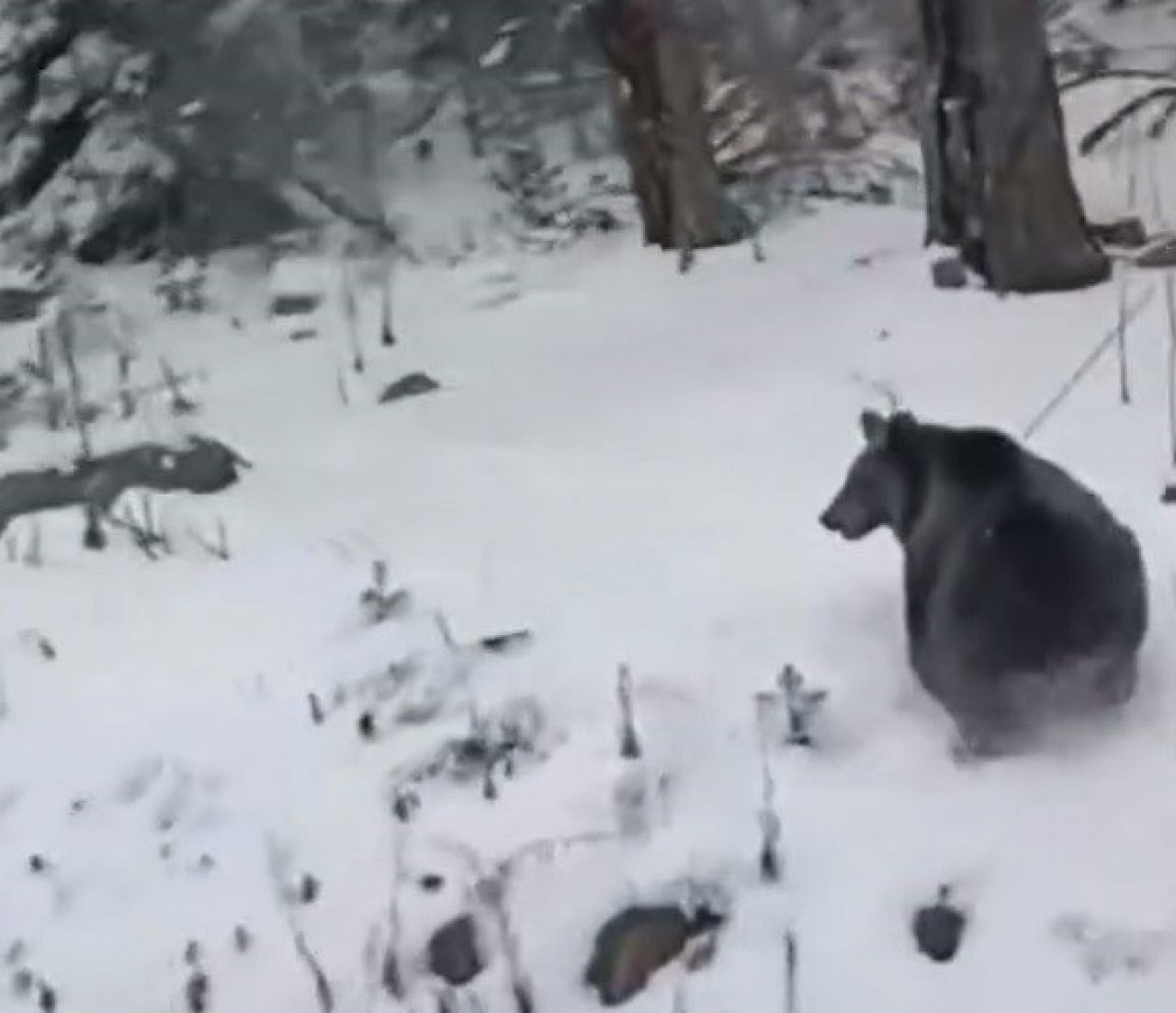 Ayı, kış uykusunu unuttu!