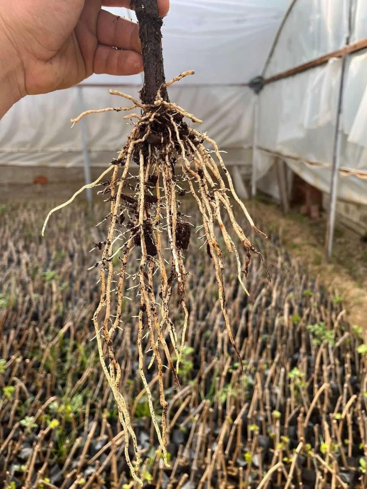 Manisa'da üzüm çubuğu üretimine büyük katkı