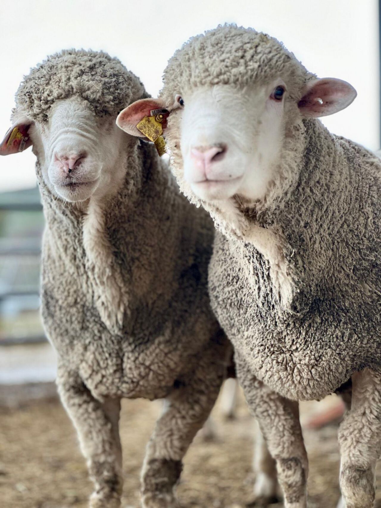 İzmir'de yüzde 75 hibeli koç dağıtımı başlıyor