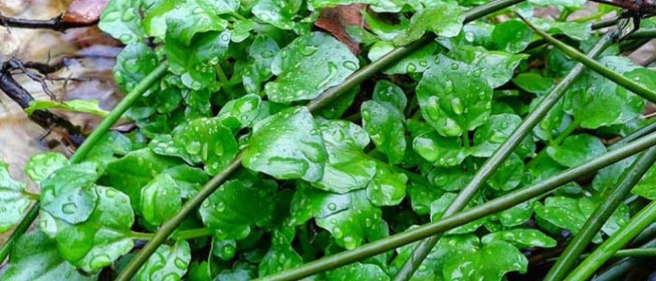 Su teresi: Doğanın gücü mü, Gizli şifası mı?