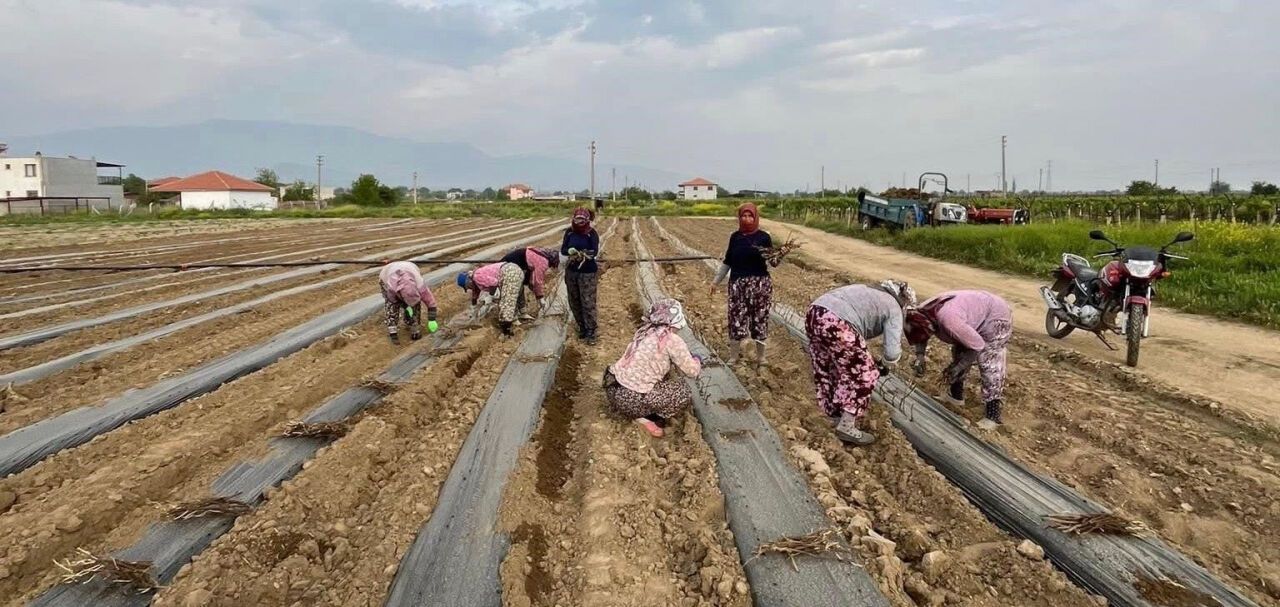 Manisa'da üzüm çubuğu üretimine büyük katkı