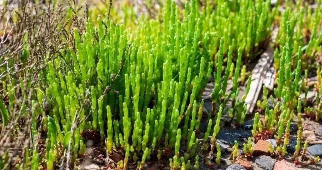 Kayalıkların şifalı hazineyi keşfedin: Kaya koruğu sağlığınız için neler sunuyor?