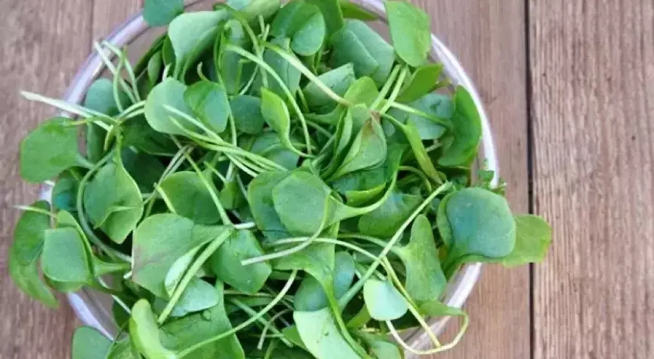 Su teresi: Doğanın gücü mü, Gizli şifası mı?