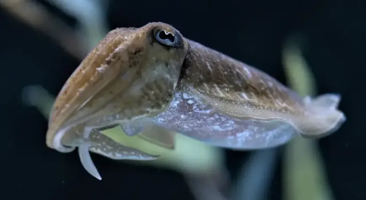 Mürekkep balıklarının renk değiştirme yeteneği, Güneş enerjisi teknolojisinde çığır açabilir!