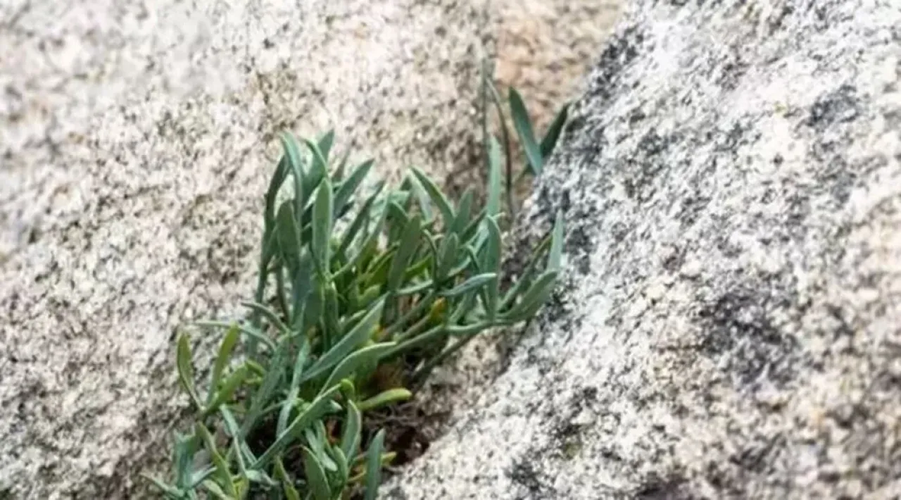 Kayalıkların şifalı hazineyi keşfedin: Kaya koruğu sağlığınız için neler sunuyor?