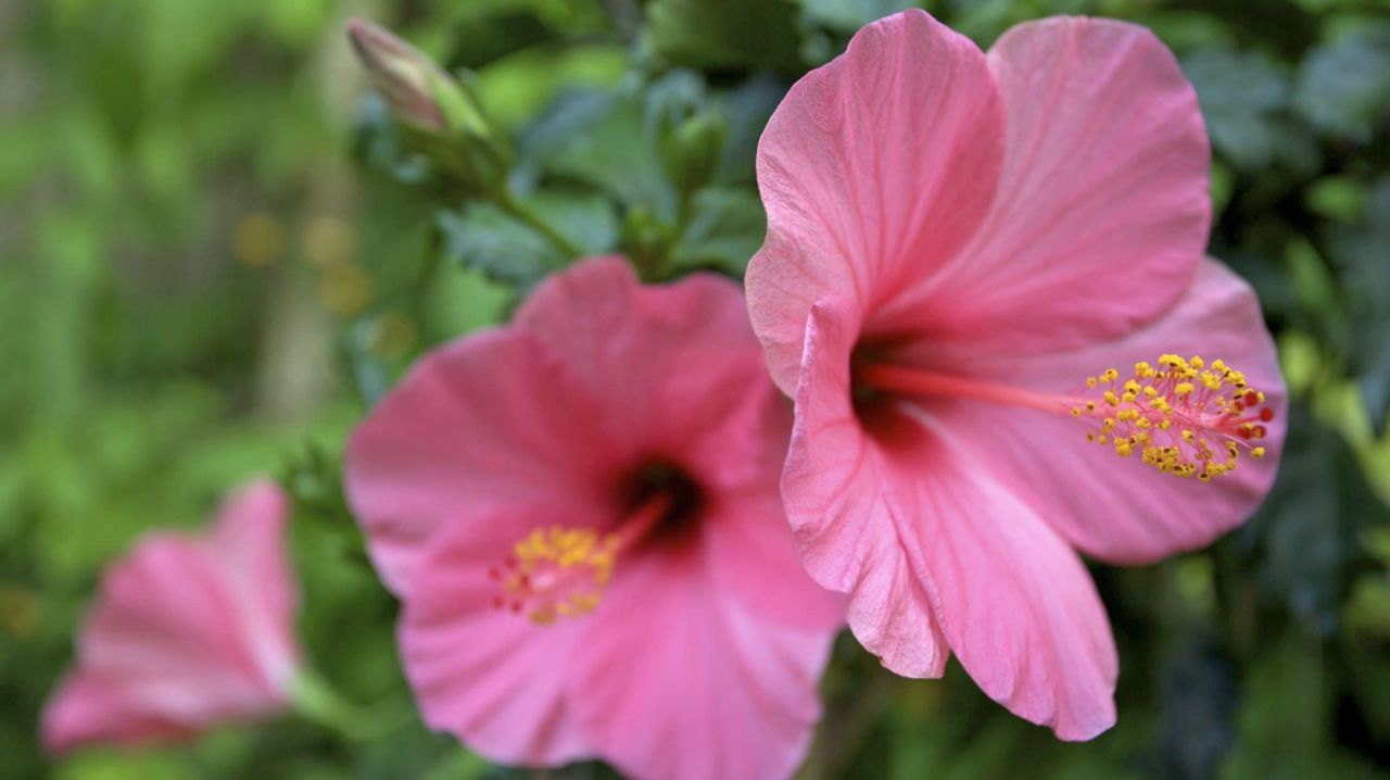 Rüyada japon gülü görmek: Aşk, huzur ve yeni başlangıçların sembolü mü?