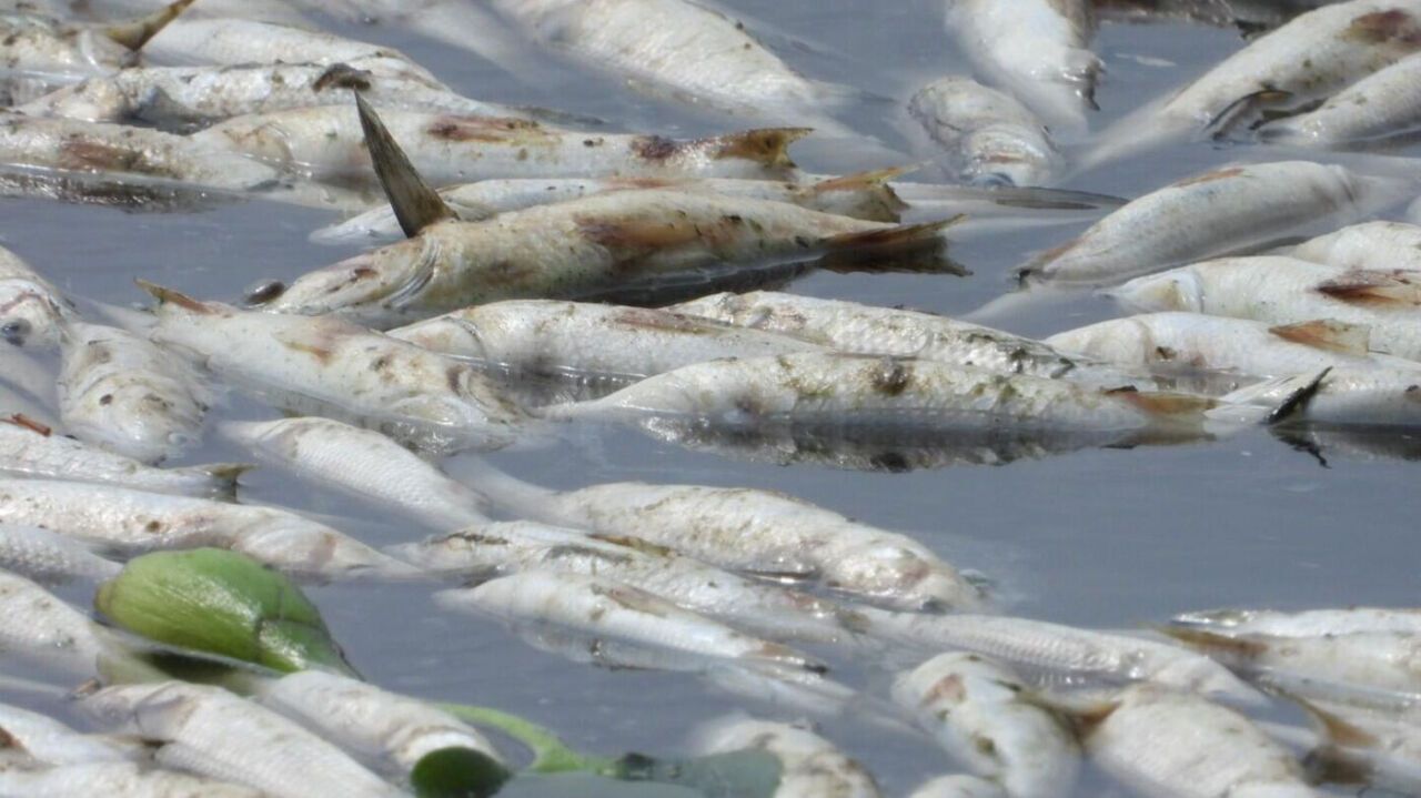 Başkan Balkan'dan körfez'deki balık ölümleri hakkında çarpıcı açıklama