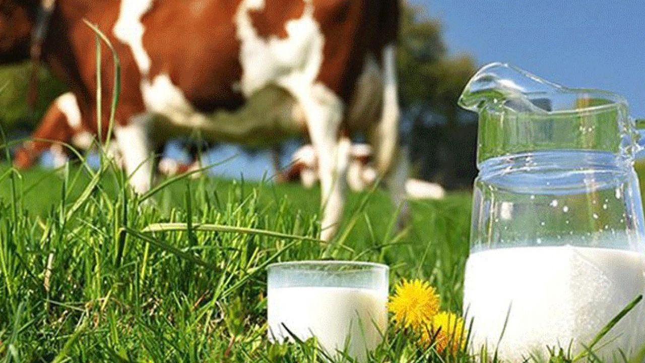 Manda sütü üretiminde patlama: TÜİK rakam paylaştı