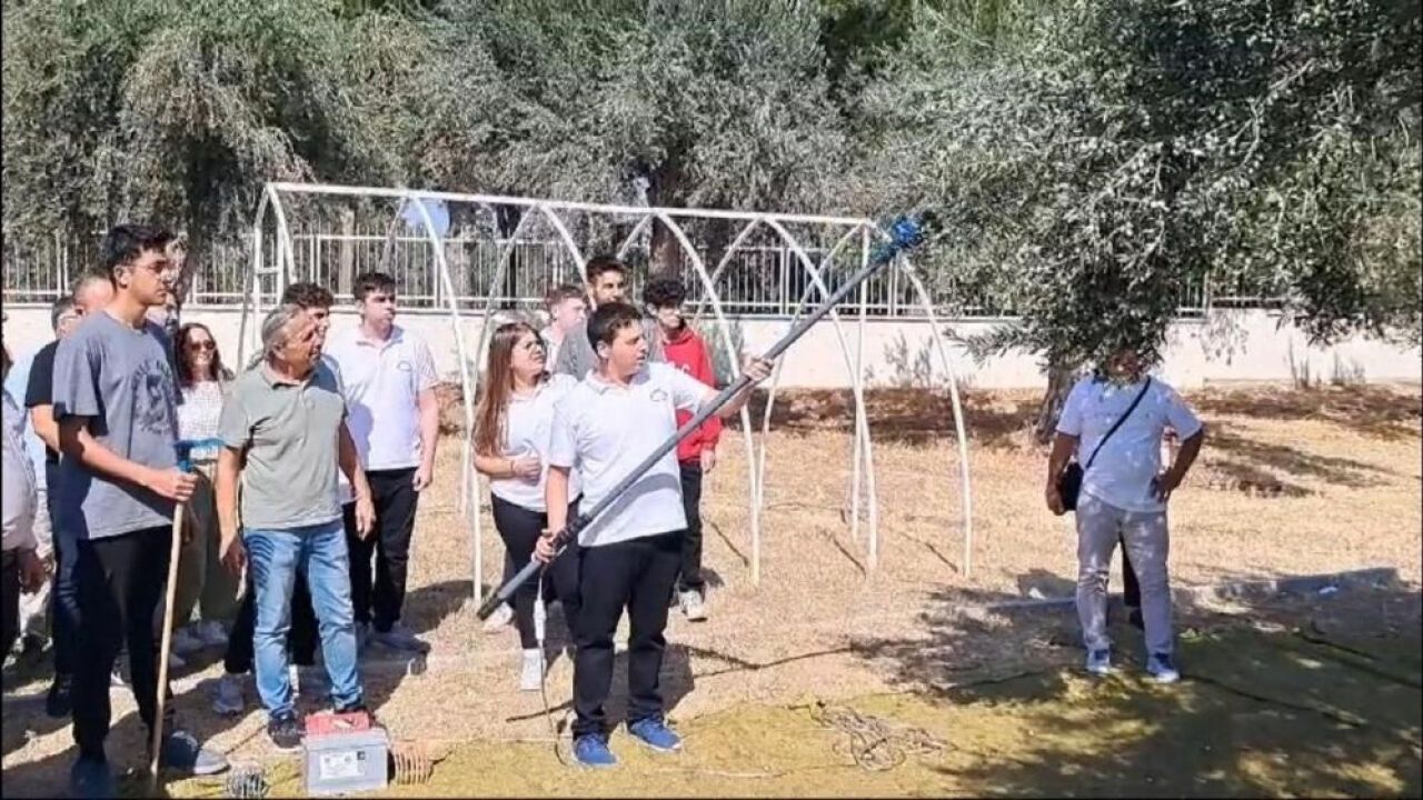 Gençlerin zeytin hasadı: Aliağa'da sürdürülebilir tarım seferberliği!