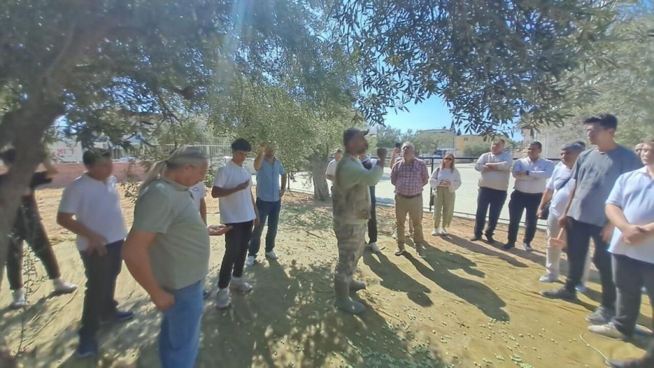 Gençlerin zeytin hasadı: Aliağa'da sürdürülebilir tarım seferberliği!