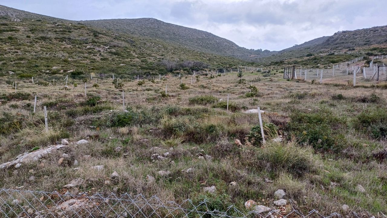 Sakız ağacı anavatanına dönüyor