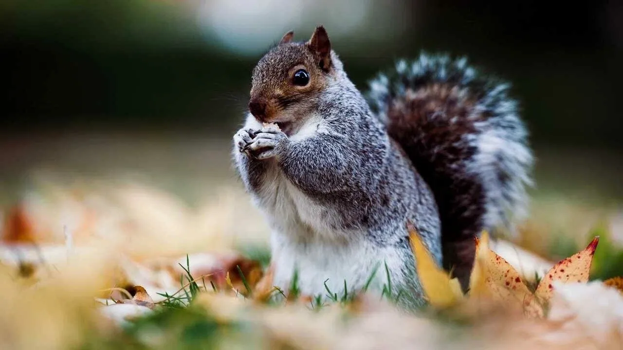 Rüyada sincap görmek, içsel gücünüzü keşfetmenin yolu olabilir!