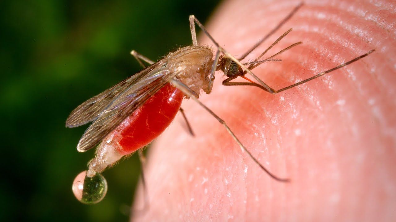 Yurt dışından gelen vakalar artışta, belirtiler hayati tehlike taşıyor