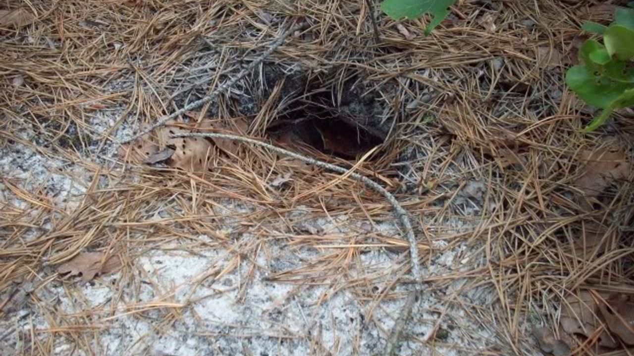 Bahçenizde gizli yılan deliği olabilir! Bu işaretleri kaçırmayın