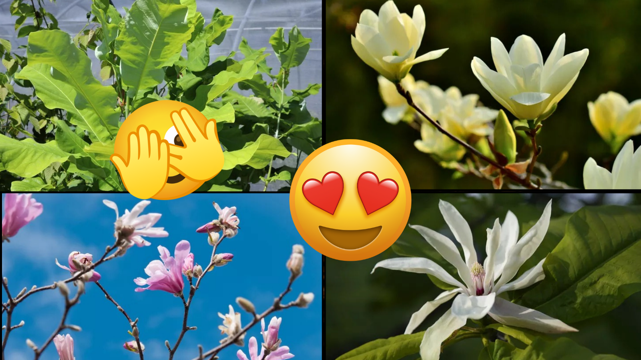 Göreni büyüleyen 12 manolya türü: İşte bakım tüyoları!