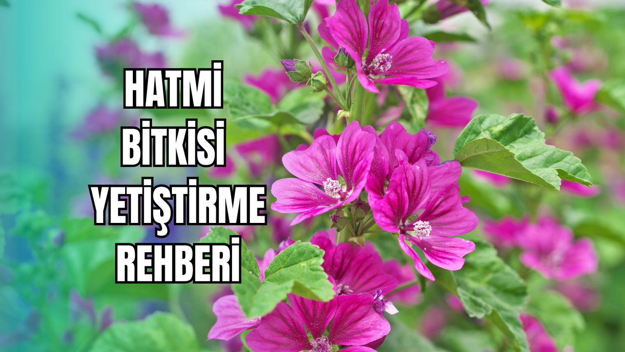 Hatmi bitkisi nasıl yetiştirilir? Bakım ve çiçek açma rehberi