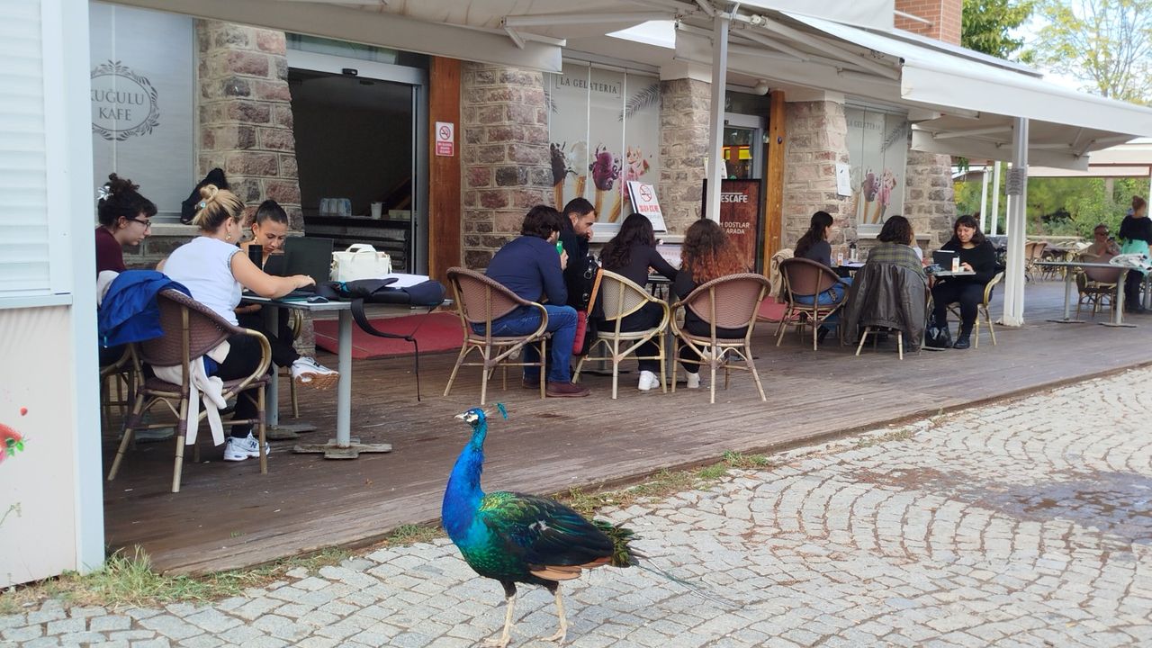 İzmir’de tasarım öğrencileri hayvan refahı için buluştu