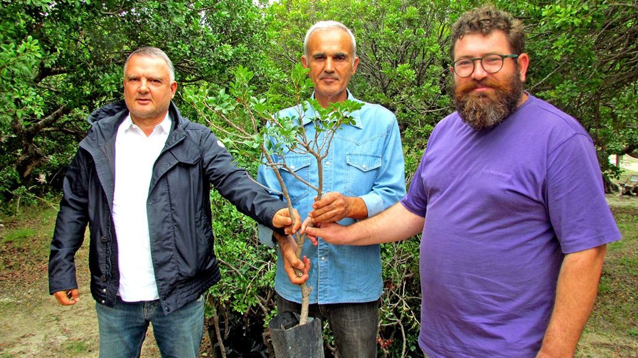 Arazisizlikten binlerce sakız fidanı toprakla buluşamıyor