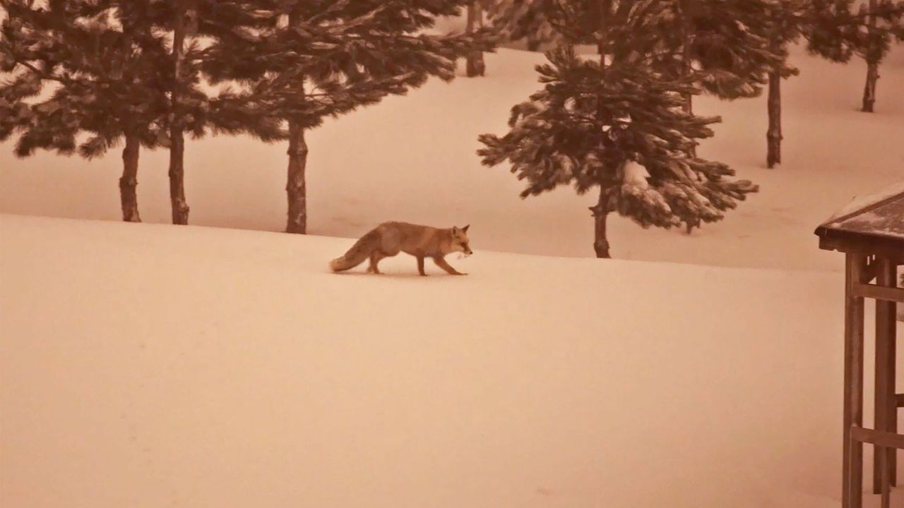 Bitlis’te aç kalan yaban hayvanları yerleşimlere indi