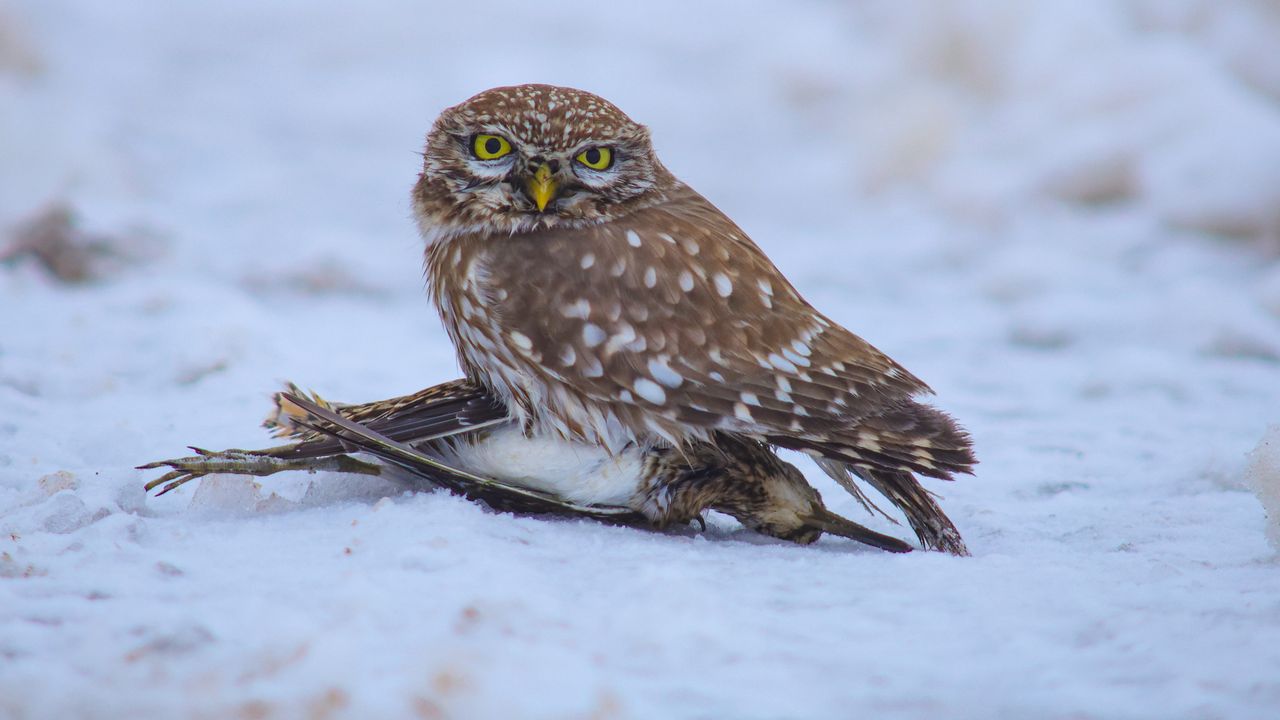 Bitlis’te sıra dışı av: Kukumav gündüz çulluk avladı
