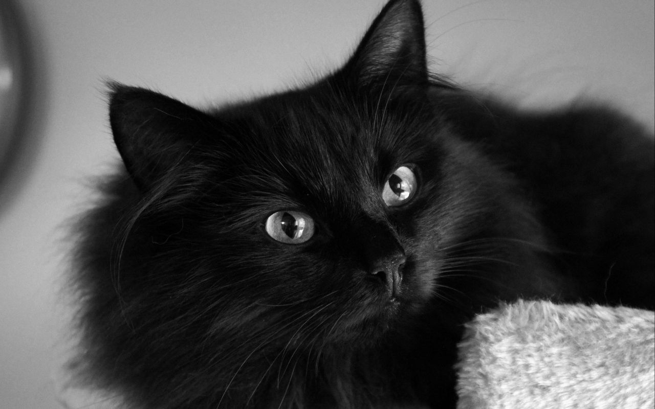 Rüyada siyah kedi görmek: Korku, gizem ve değişim sizi bekliyor mu?