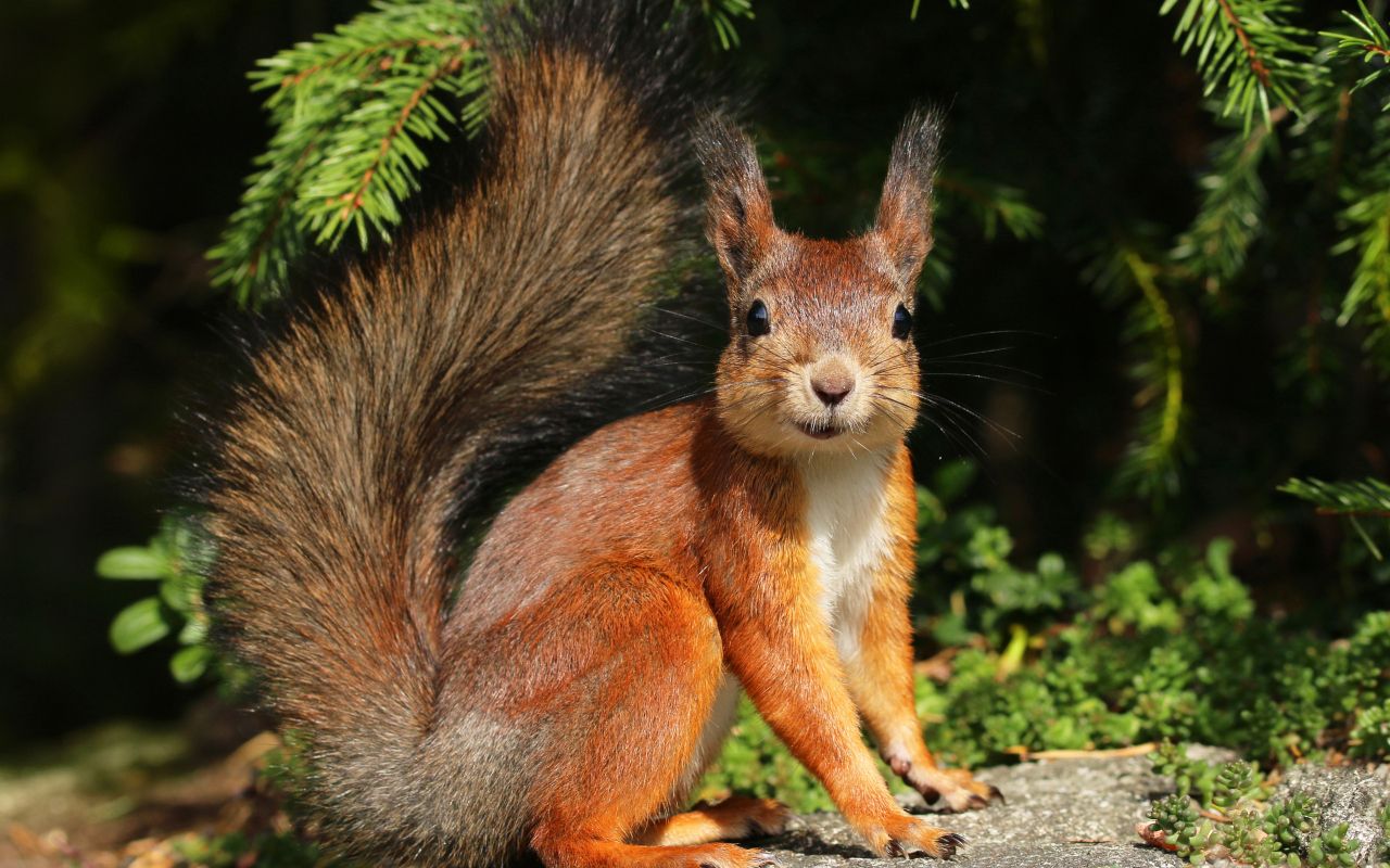 Rüyada sincap görmek, içsel gücünüzü keşfetmenin yolu olabilir!