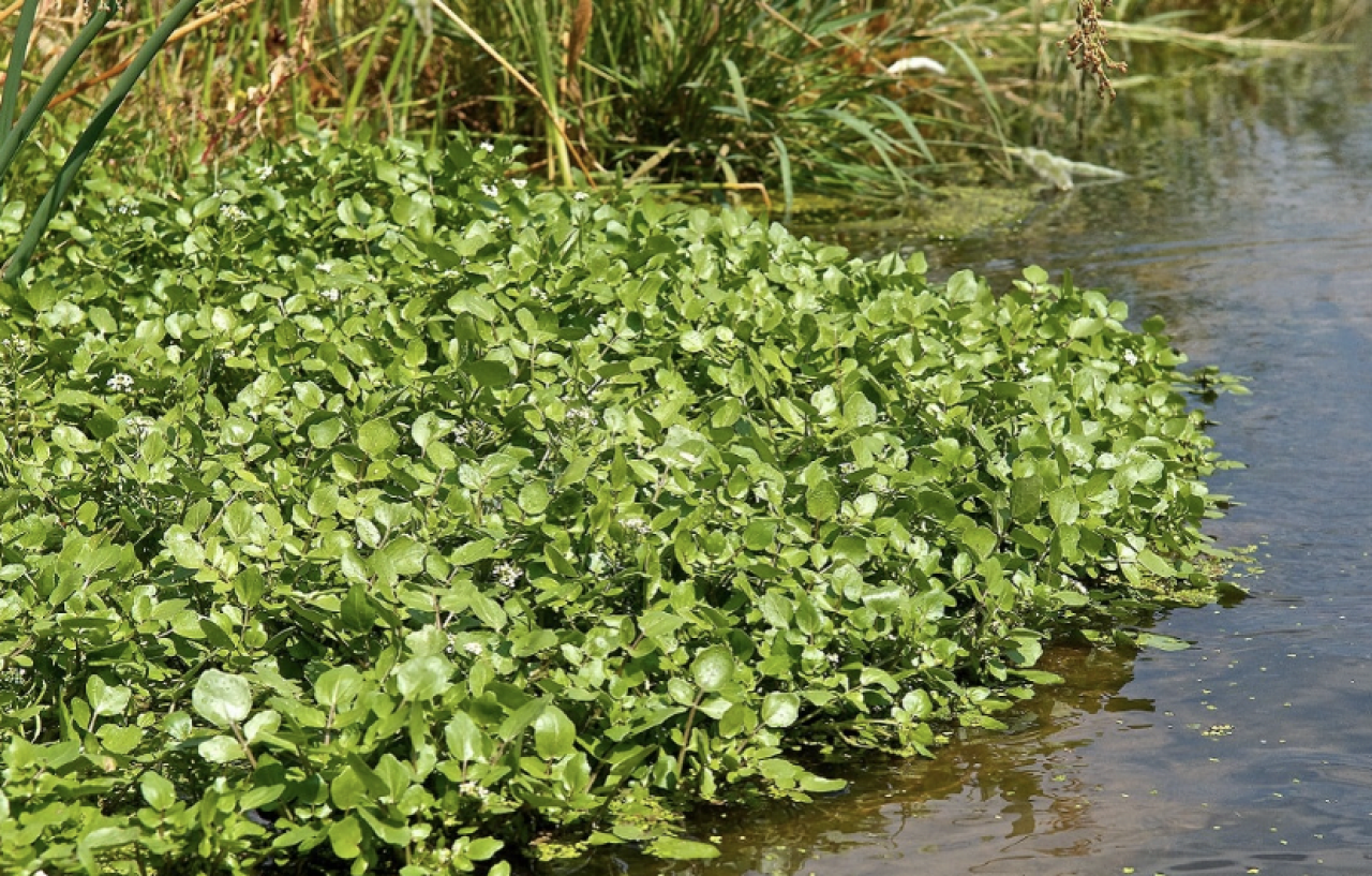 Su teresi: Doğanın gücü mü, Gizli şifası mı?