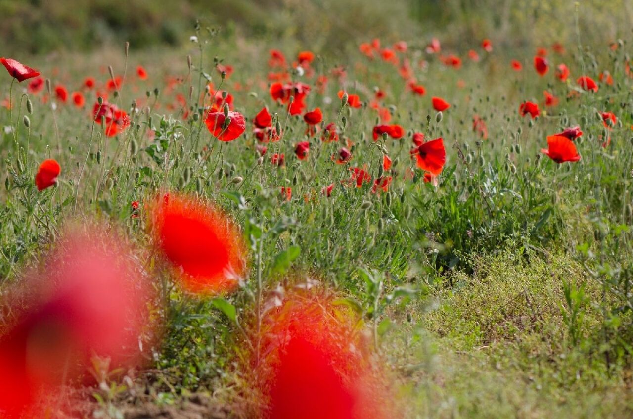 Gelincik otu: Doğal şifa ve rahatlamanın sırrı