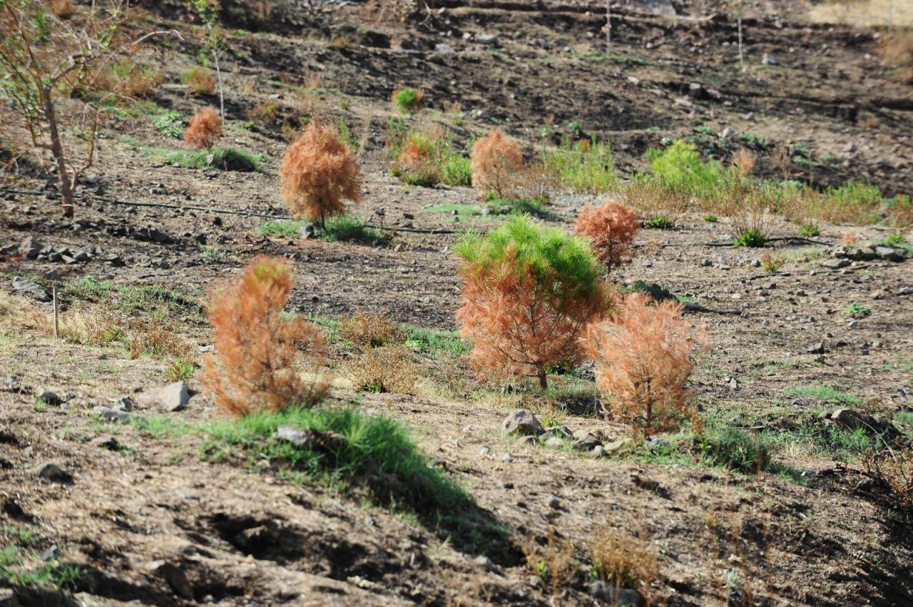 Karşıyaka Kent Ormanı'nda fidan dikim şenliği: Yangının izleri siliniyor!