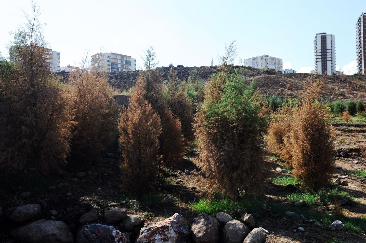 Karşıyaka Kent Ormanı'nda fidan dikim şenliği: Yangının izleri siliniyor!