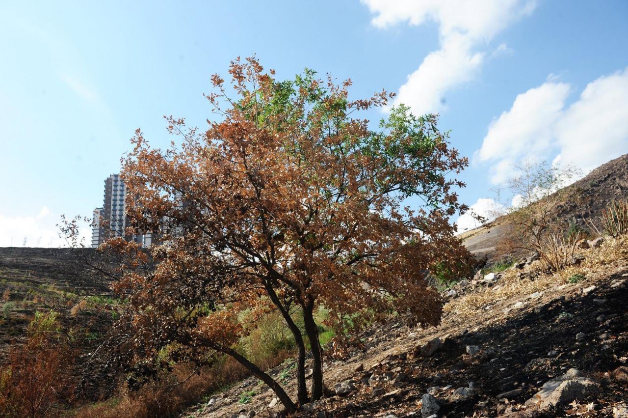 Karşıyaka Kent Ormanı'nda fidan dikim şenliği: Yangının izleri siliniyor!