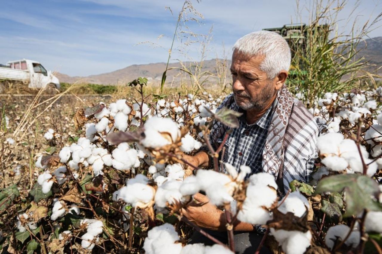 Pamuk tarlaları kartpostallık güzellikte: Hasat zamanı!