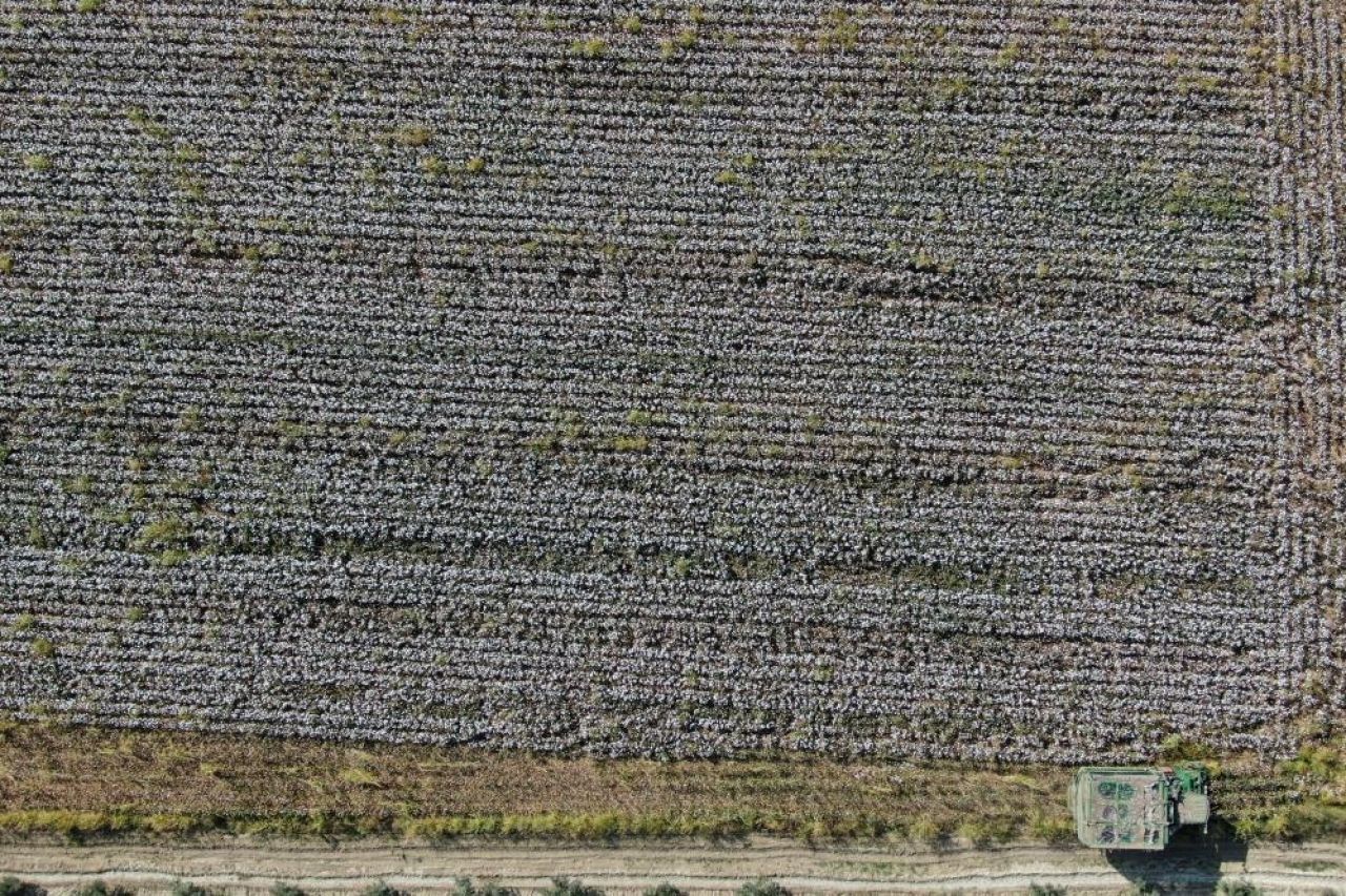 Pamuk tarlaları kartpostallık güzellikte: Hasat zamanı!