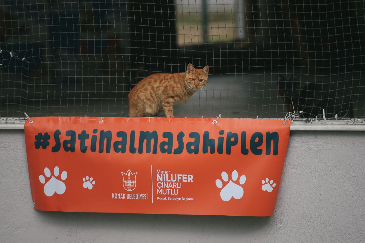 Konak'ta sokak hayvanları yeni ailelerini bekliyor!