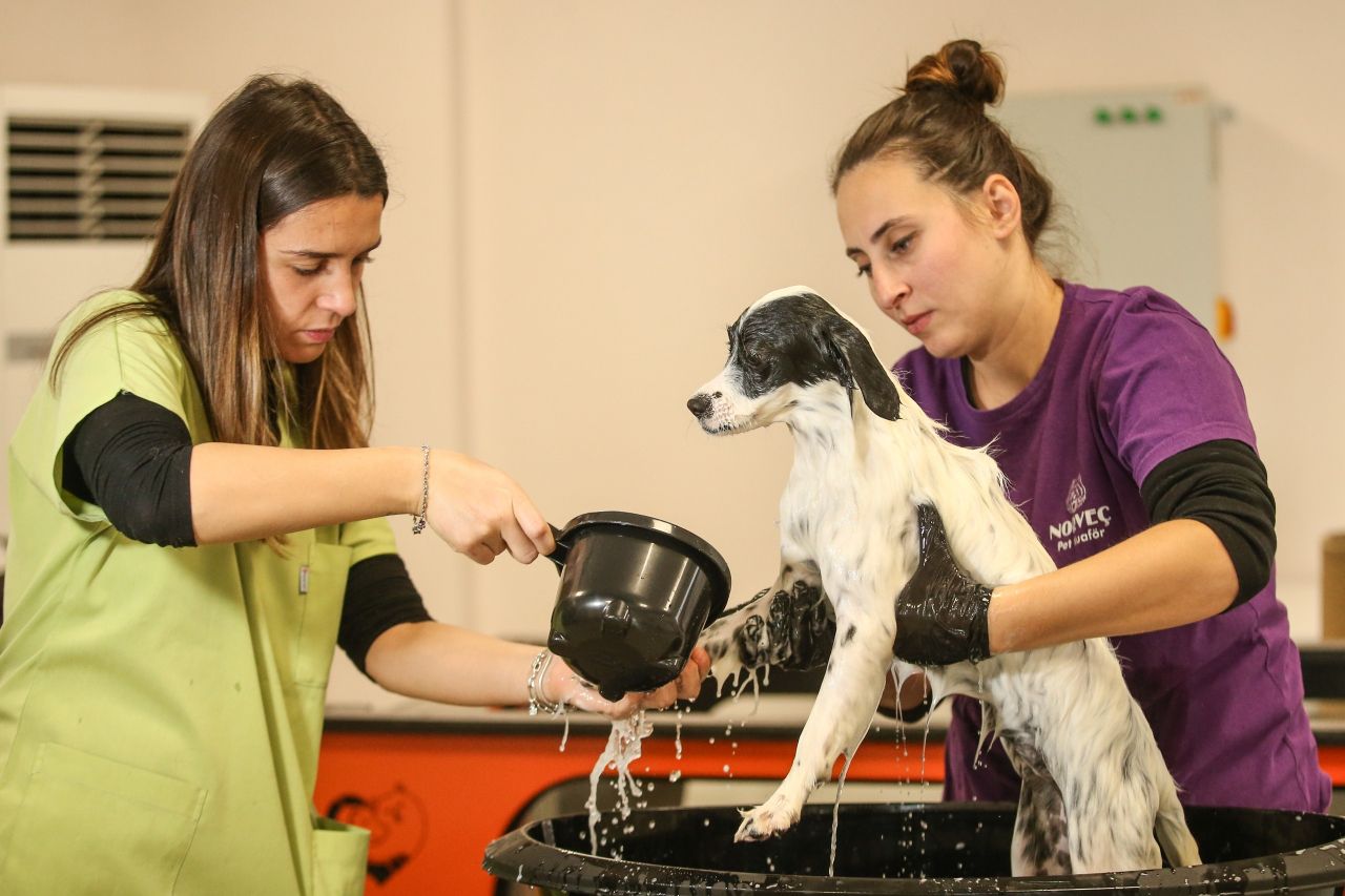 Konak'ta sokak hayvanları yeni ailelerini bekliyor!
