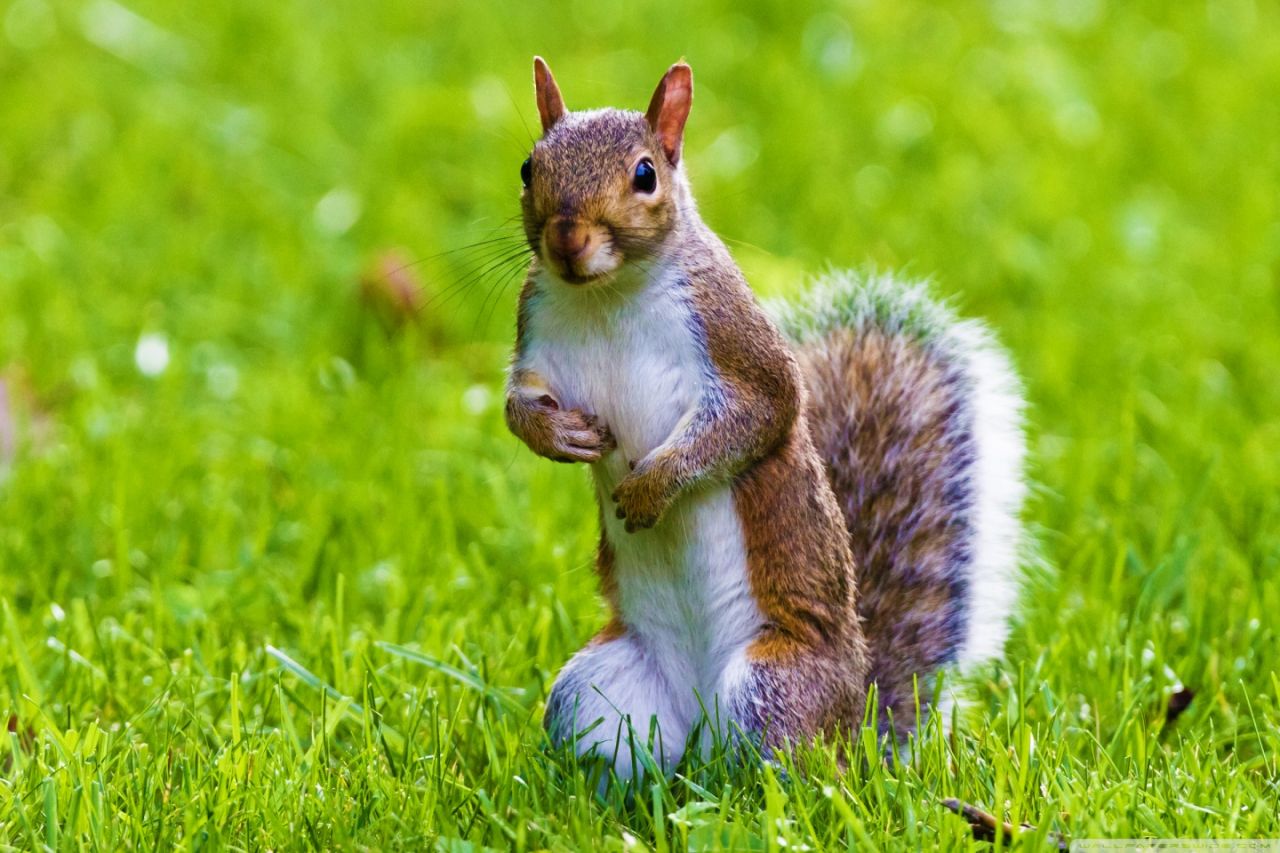 Rüyada sincap görmek, içsel gücünüzü keşfetmenin yolu olabilir!