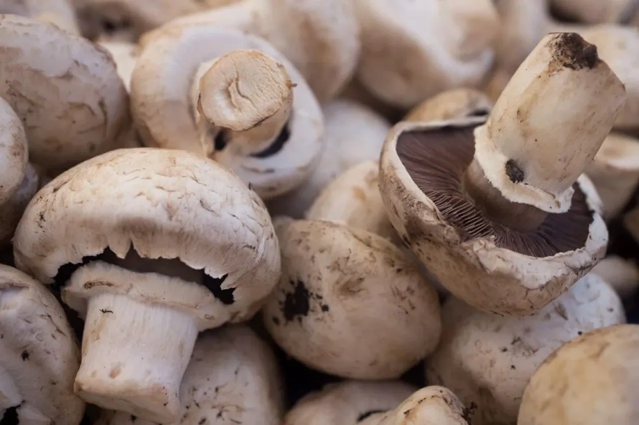 Yumurtayı geride bırakan 4 sebze: Protein alımını artırmanın bitkisel yolları!