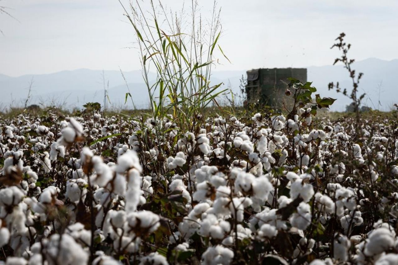 Pamuk tarlaları kartpostallık güzellikte: Hasat zamanı!