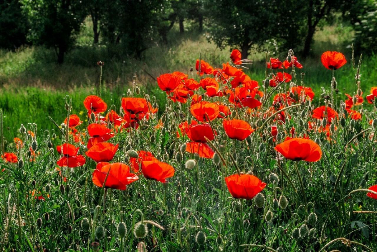 Gelincik otu: Doğal şifa ve rahatlamanın sırrı