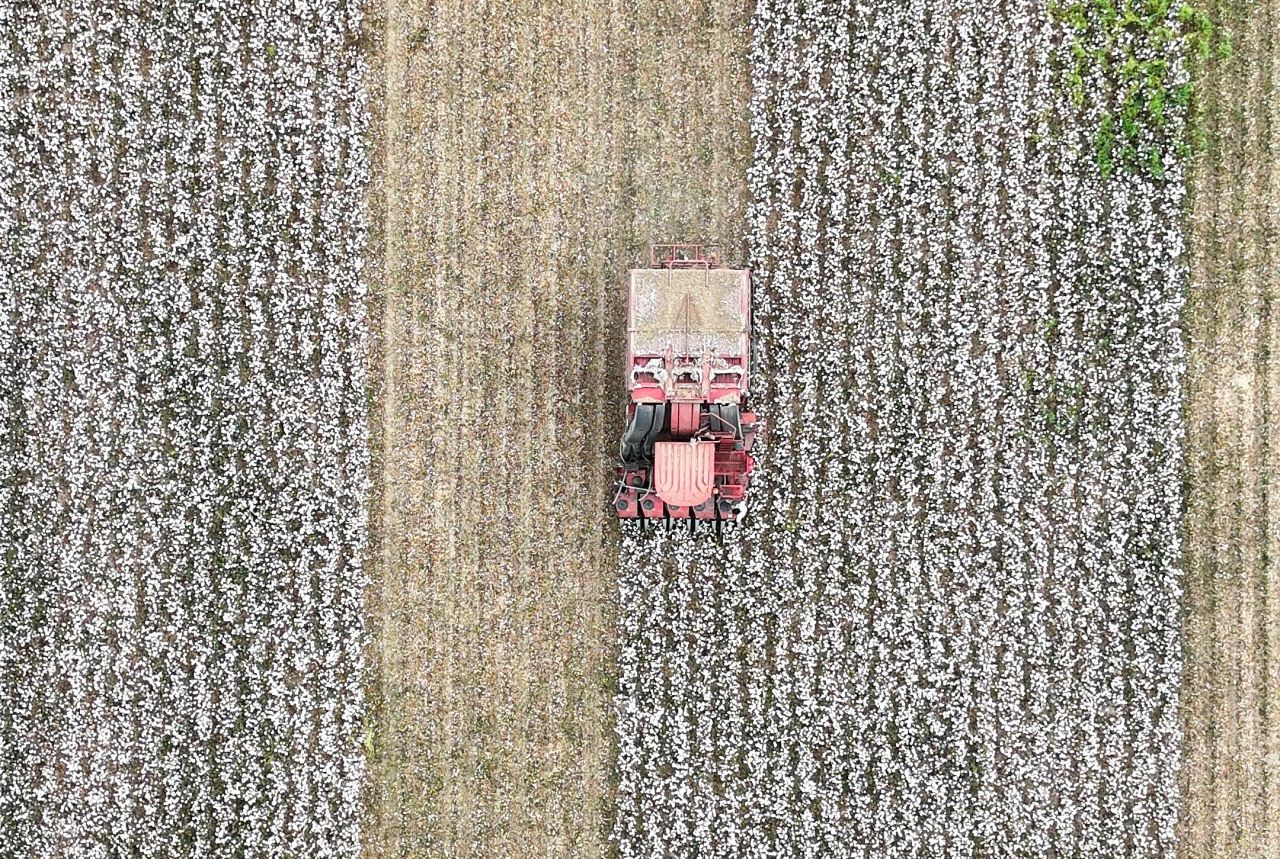 İzmir'de minik eller pamuk hasadında