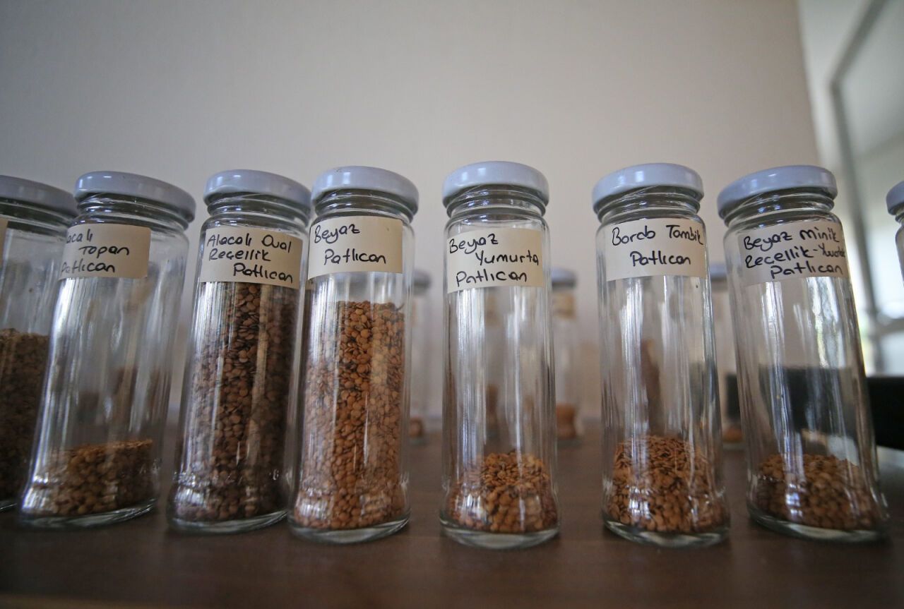 İzmir'de yerel toumların korunması için örnek proje