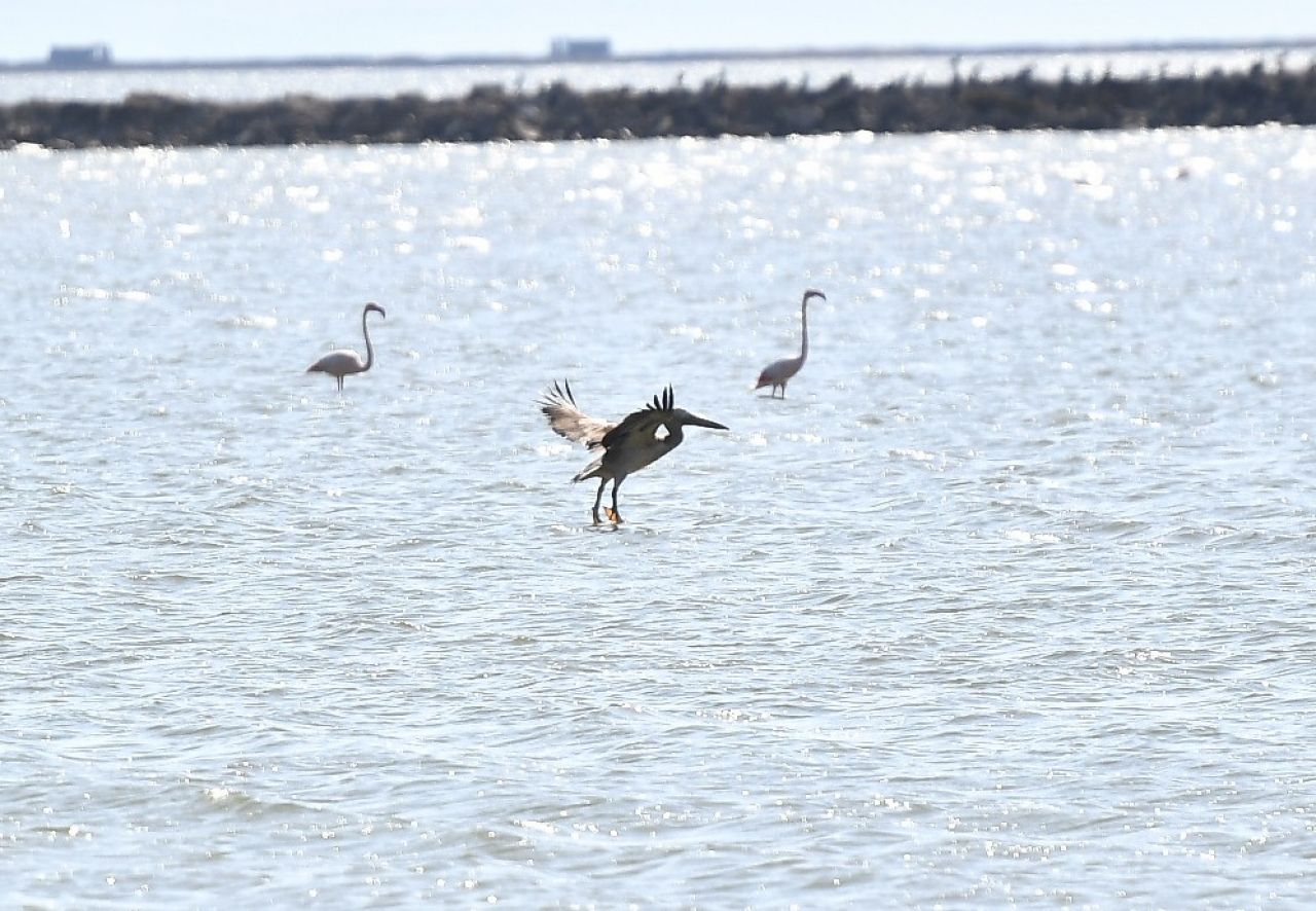 İzmir Doğal Yaşam Parkı'nda yaban hayatın sesi yeniden yükseliyor