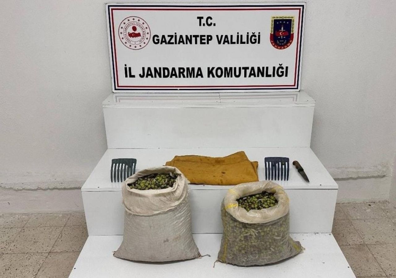 Zeytin hırsızı ekiplerin ağına takıldı