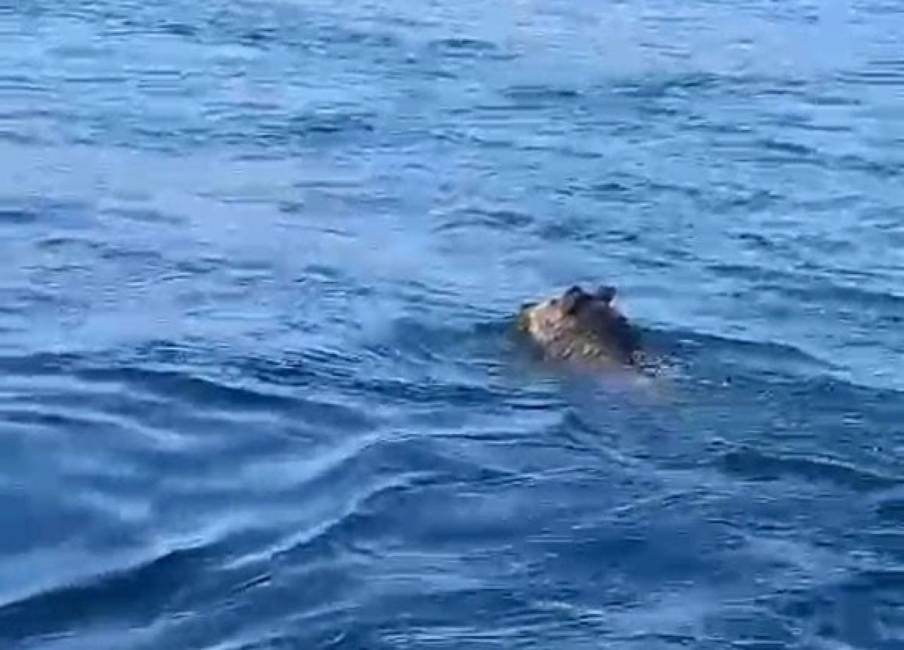 Beykoz Sahili'nde domuz alarmı: O anlar kamerada!