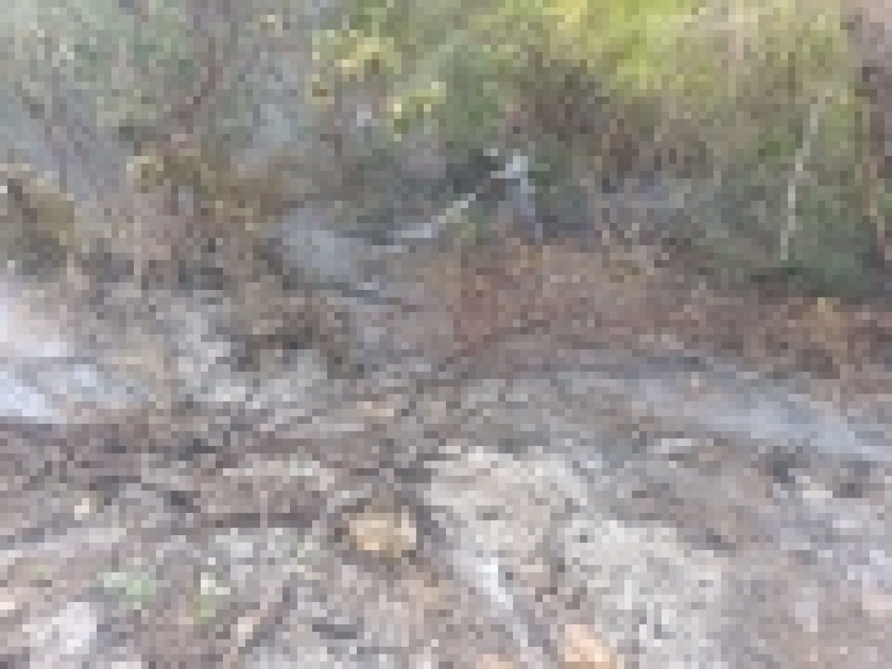 Ekipler zamanla yarıştı: Ormanlık alana yıldırım düştü!