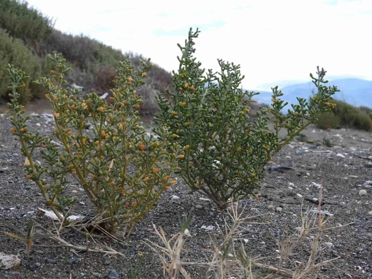 Kayalıkların şifalı hazineyi keşfedin: Kaya koruğu sağlığınız için neler sunuyor?