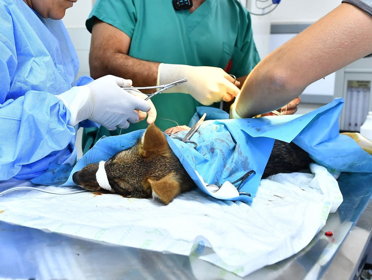 İzmir Doğal Yaşam Parkı'nda yaban hayatın sesi yeniden yükseliyor