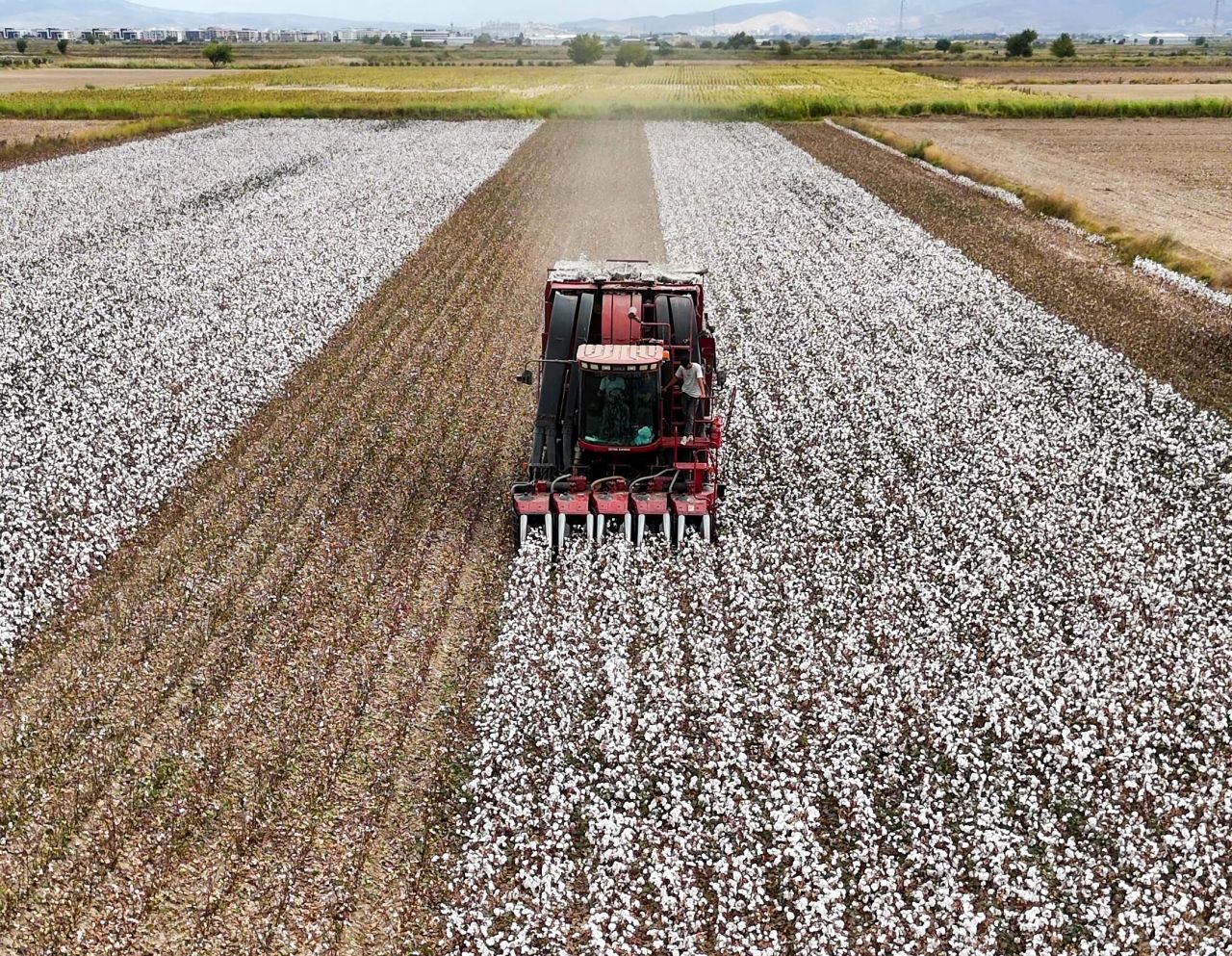 İzmir'de minik eller pamuk hasadında