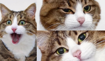 Bir kedi, bin mimik: Kalpleri fetheden kedi Rexie