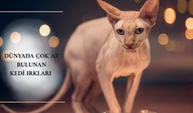 Dünyada sadece birkaç tane var! İşte en nadir ve gizemli 4 kedi türü